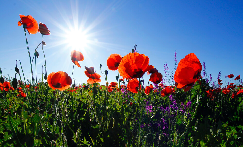 a field of red flowers in bloom