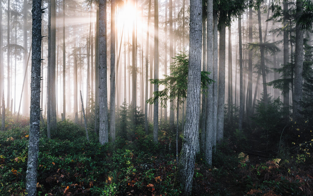the beautywooded forest with sun streaming between trees